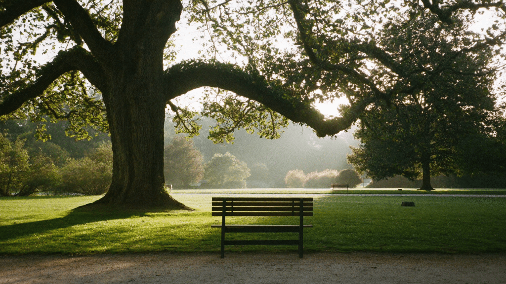 Empty park bench under a large oak tree in soft morning light